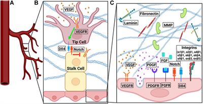 Mechanical regulation of signal transduction in angiogenesis